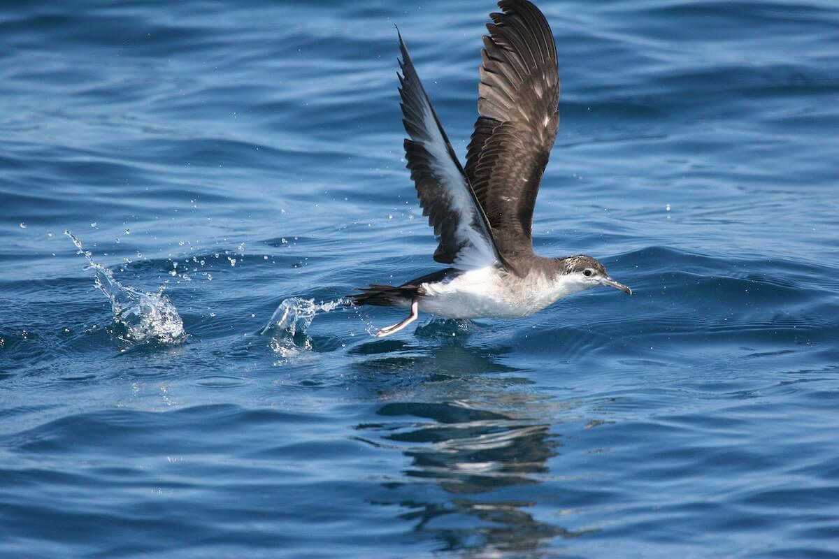 An Audubon's shearwater takes flight across a calm ocean, its wings stretched high and water droplets trailing from its feet.