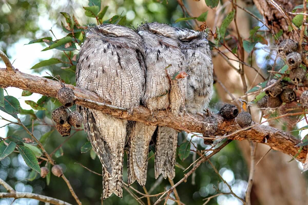 Three tawny frogmouths huddle closely on a tree branch, their mottled gray plumage blending in with the bark as they sleep during the day.