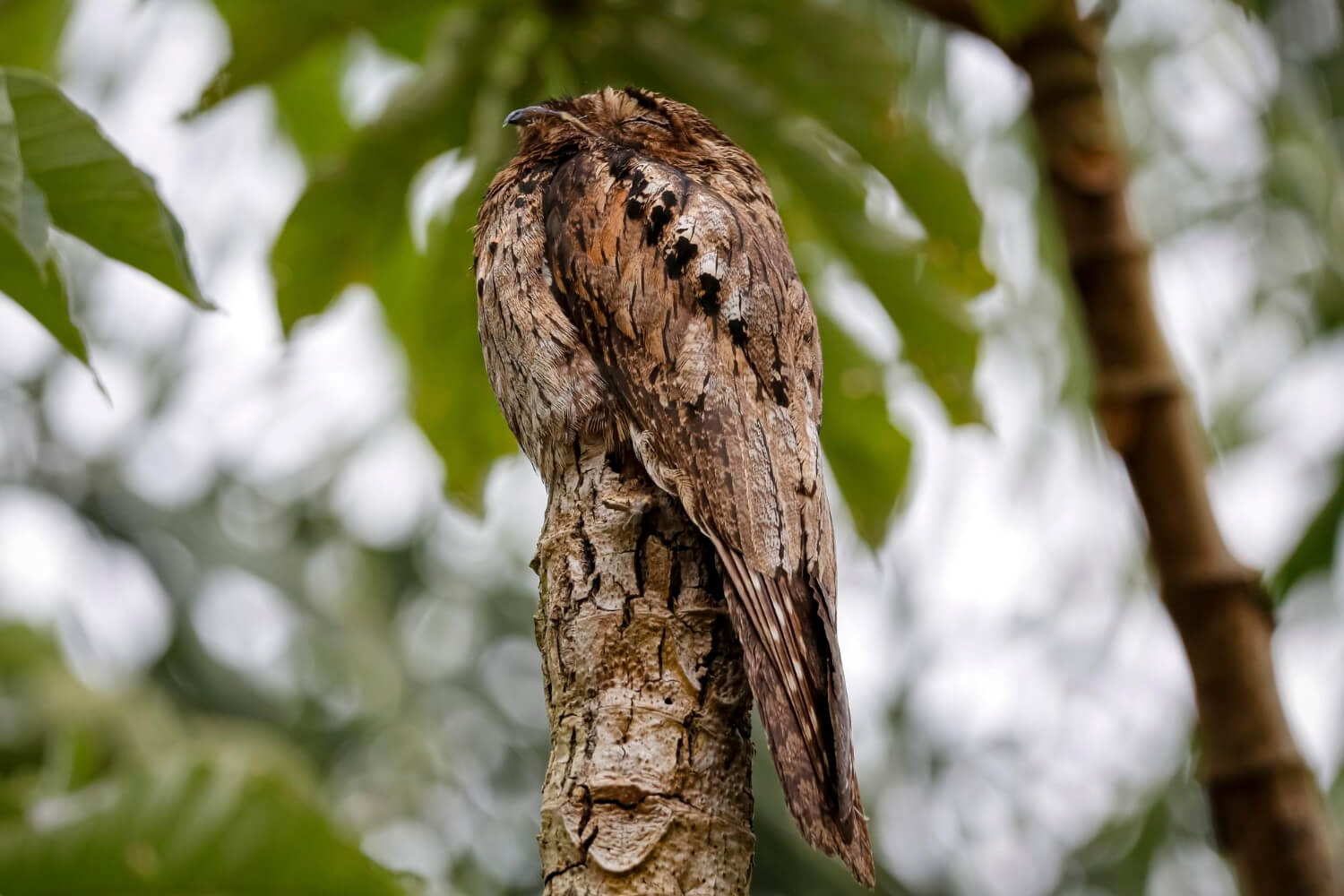 Potoo bird perfectly camouflaged while perched on a tree stump