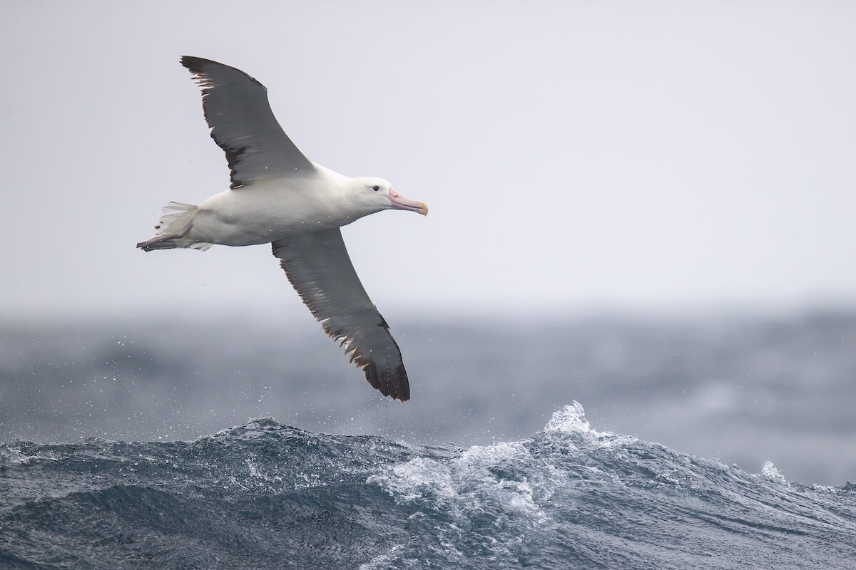 A royal albatross gliding over choppy ocean waves, wings fully outstretched against a cloudy sky